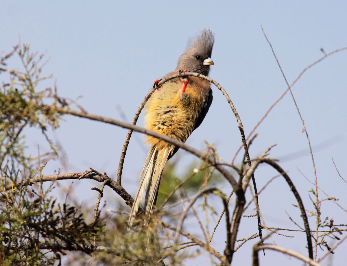 White-backed Mousebird - Paul Barden