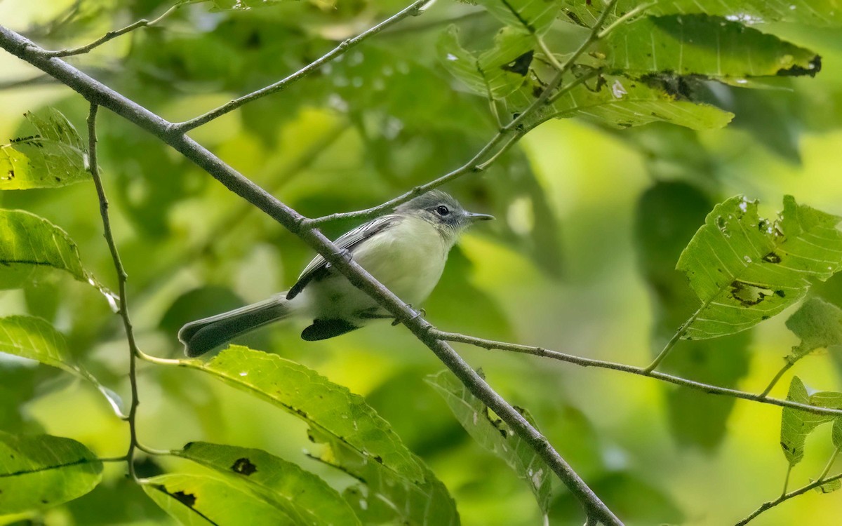 Yellow-green Tyrannulet - ML633064973