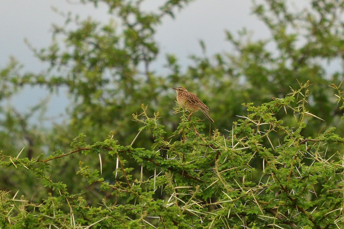Short-clawed Lark - ML633065027