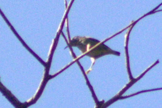Shining Honeycreeper - ML633065111