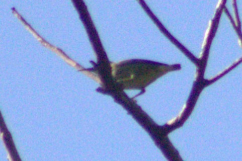 Shining Honeycreeper - ML633065112