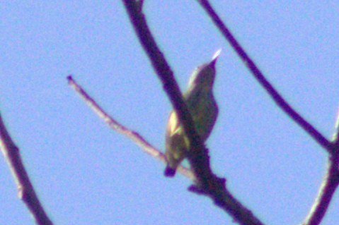 Shining Honeycreeper - ML633065113