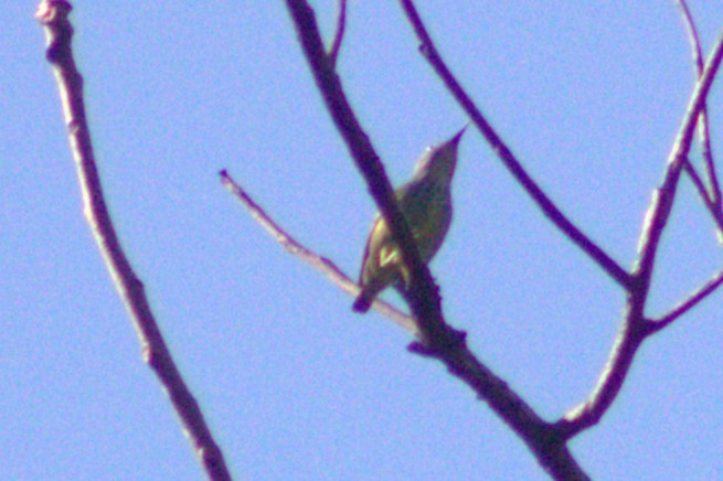 Shining Honeycreeper - ML633065114