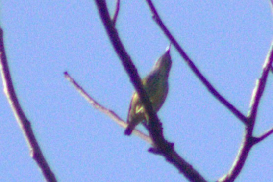 Shining Honeycreeper - ML633065115