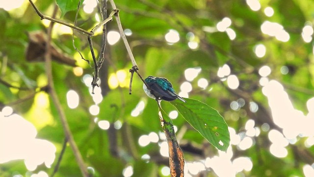 Purple-crowned Fairy - ML633065157