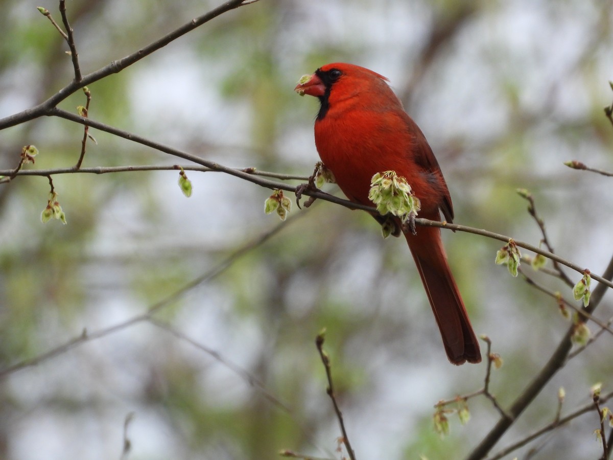 Northern Cardinal - ML633065159
