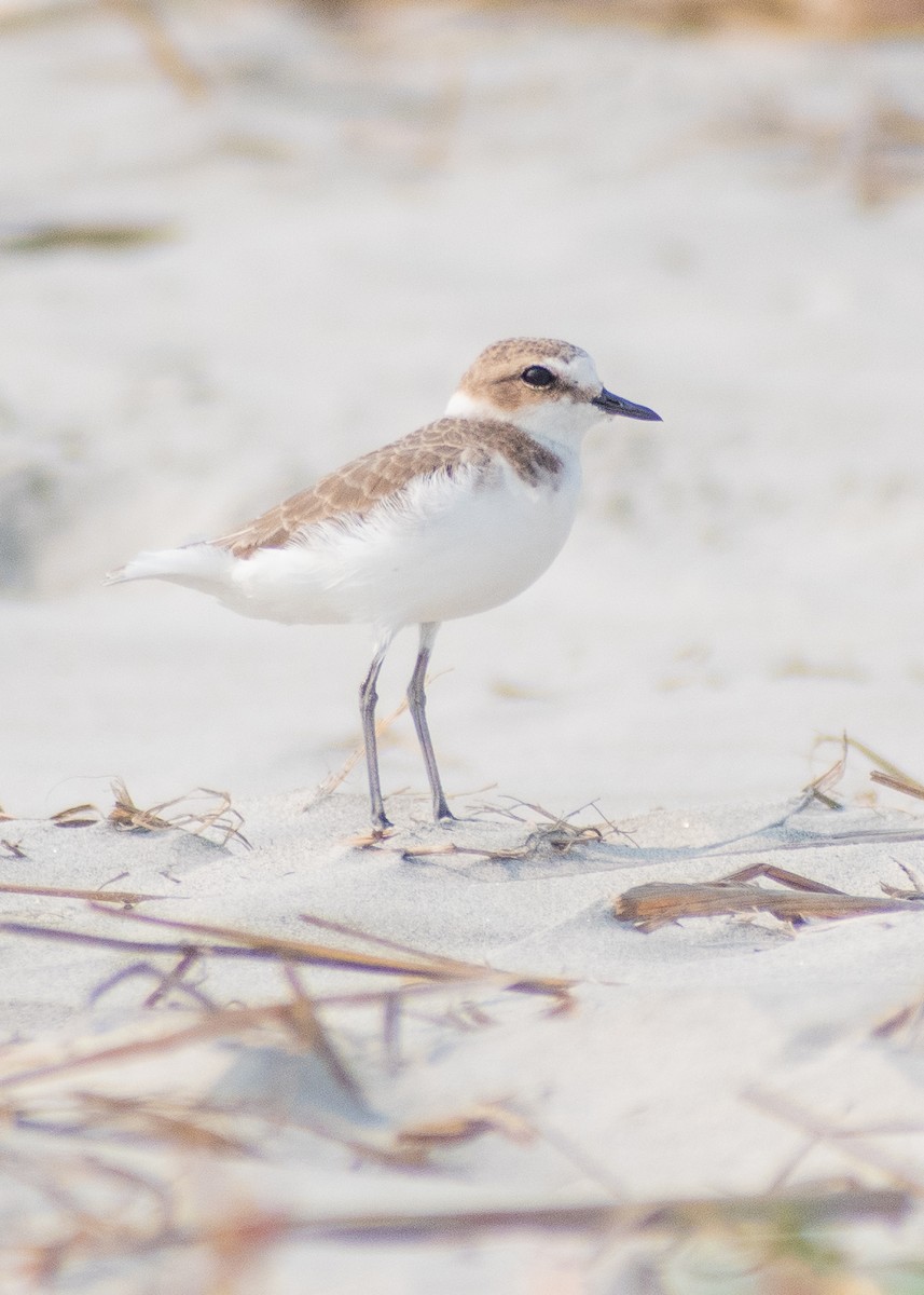Kentish Plover (Hanuman) - ML633065185
