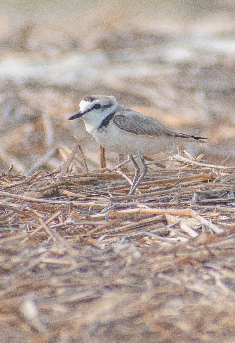 Kentish Plover (Hanuman) - ML633065186
