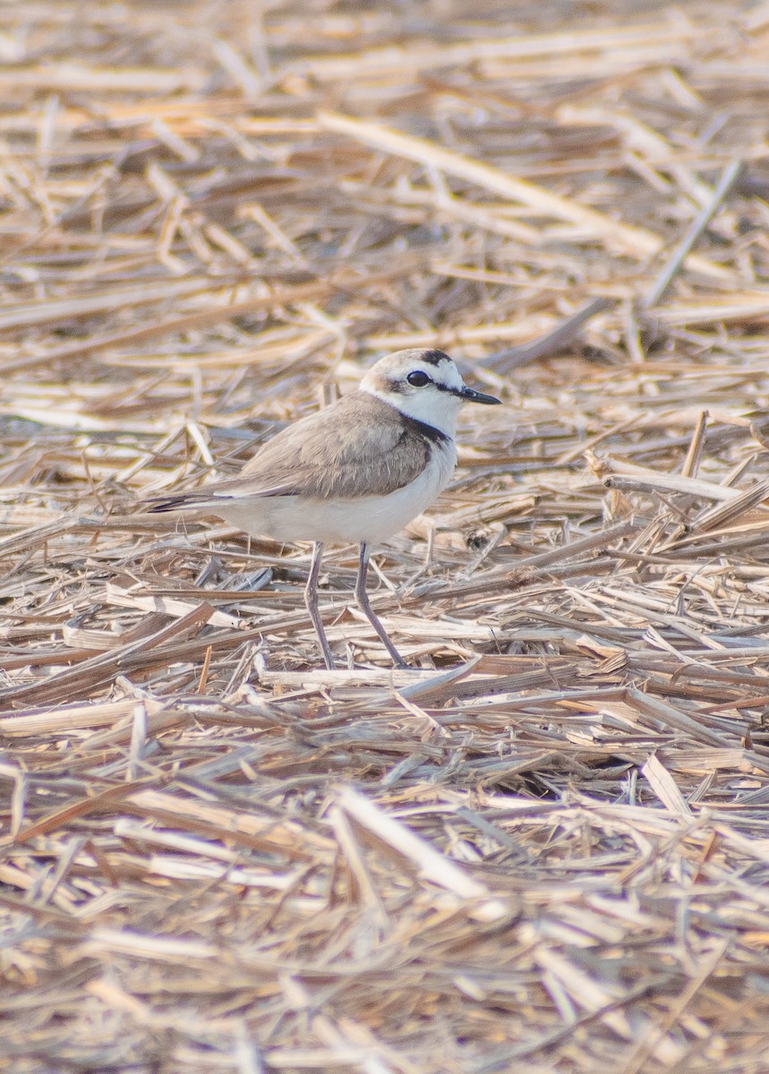 Kentish Plover (Hanuman) - ML633065188