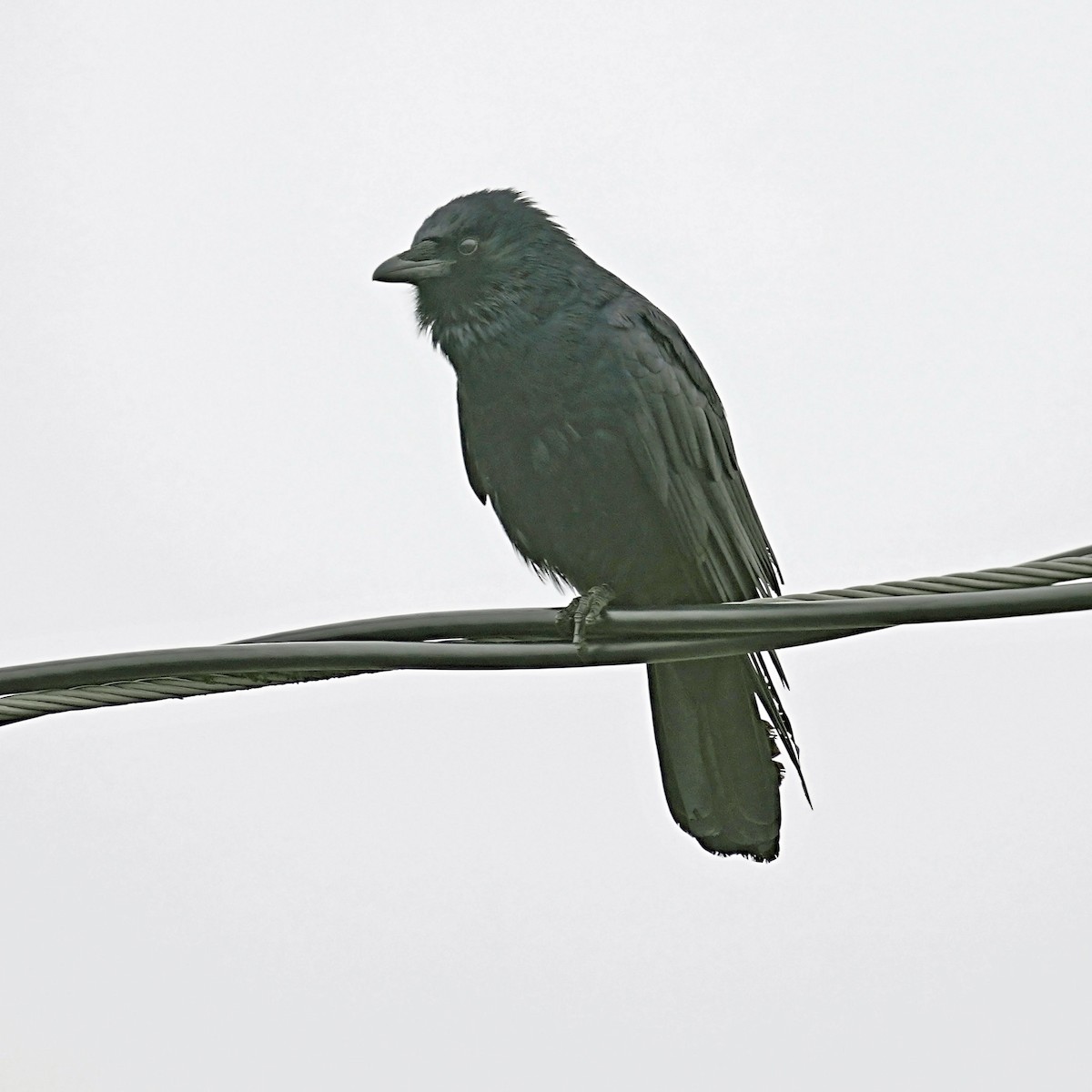 Fish Crow - ML633065204