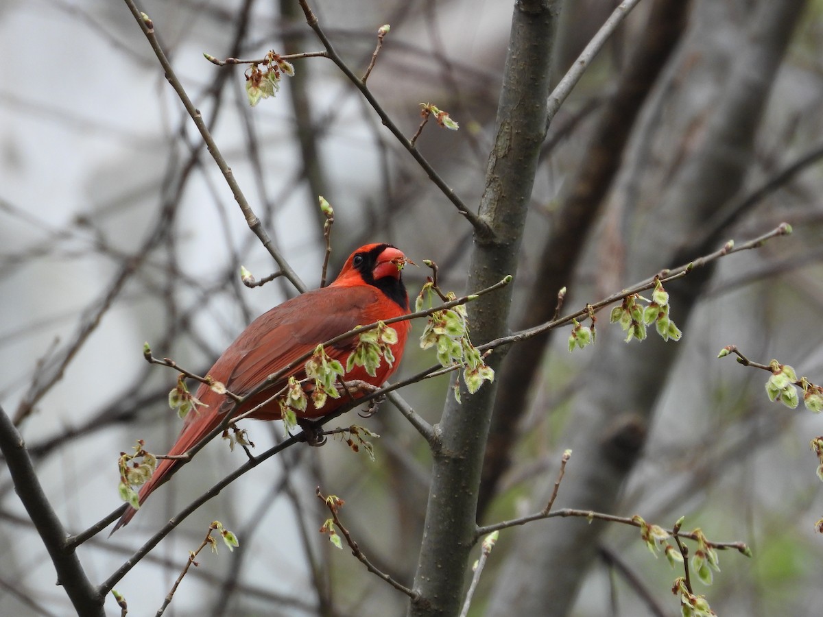 Northern Cardinal - ML633065205