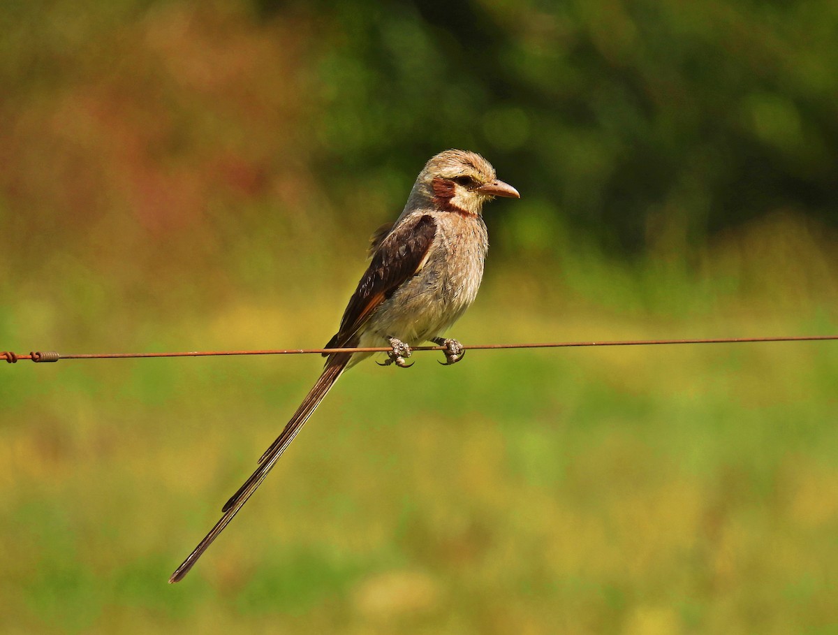 Streamer-tailed Tyrant - Luciano Buck