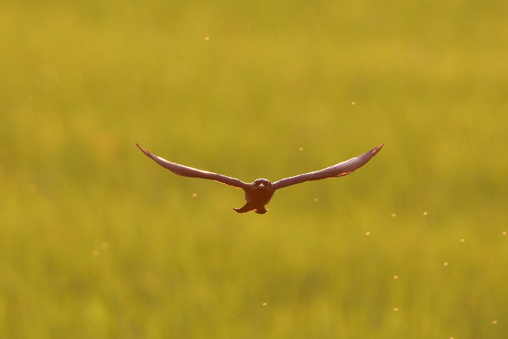 Black Drongo - ML633065288