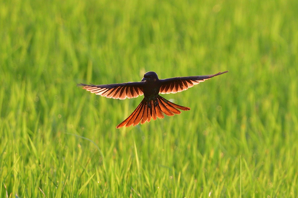 Black Drongo - ML633065289