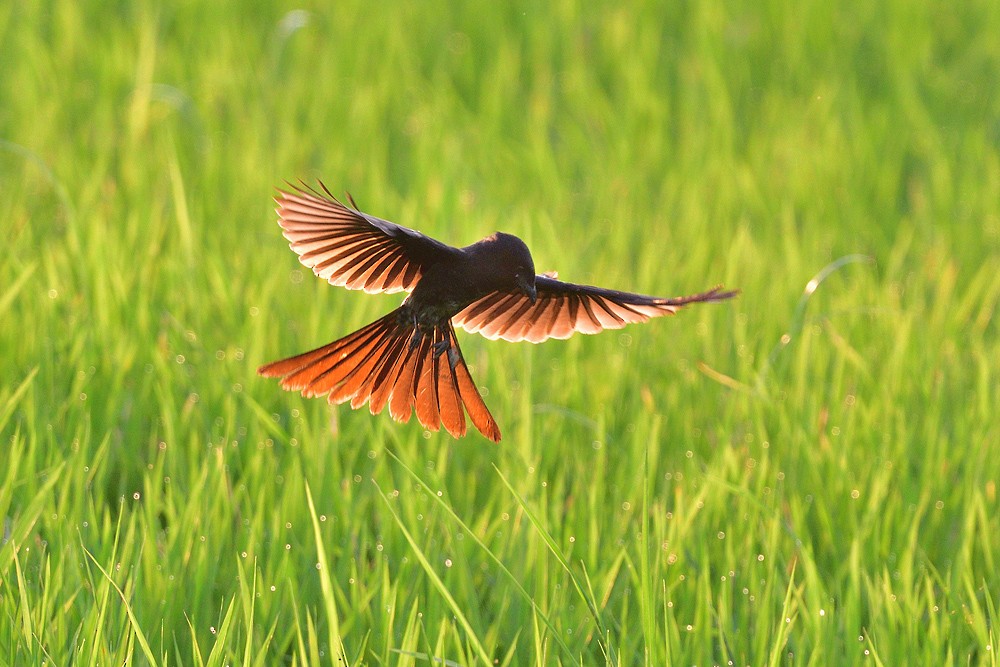 Black Drongo - ML633065290