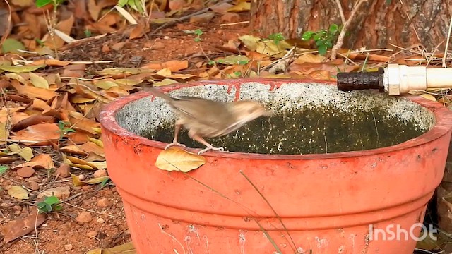 Puff-throated Babbler - ML633065331
