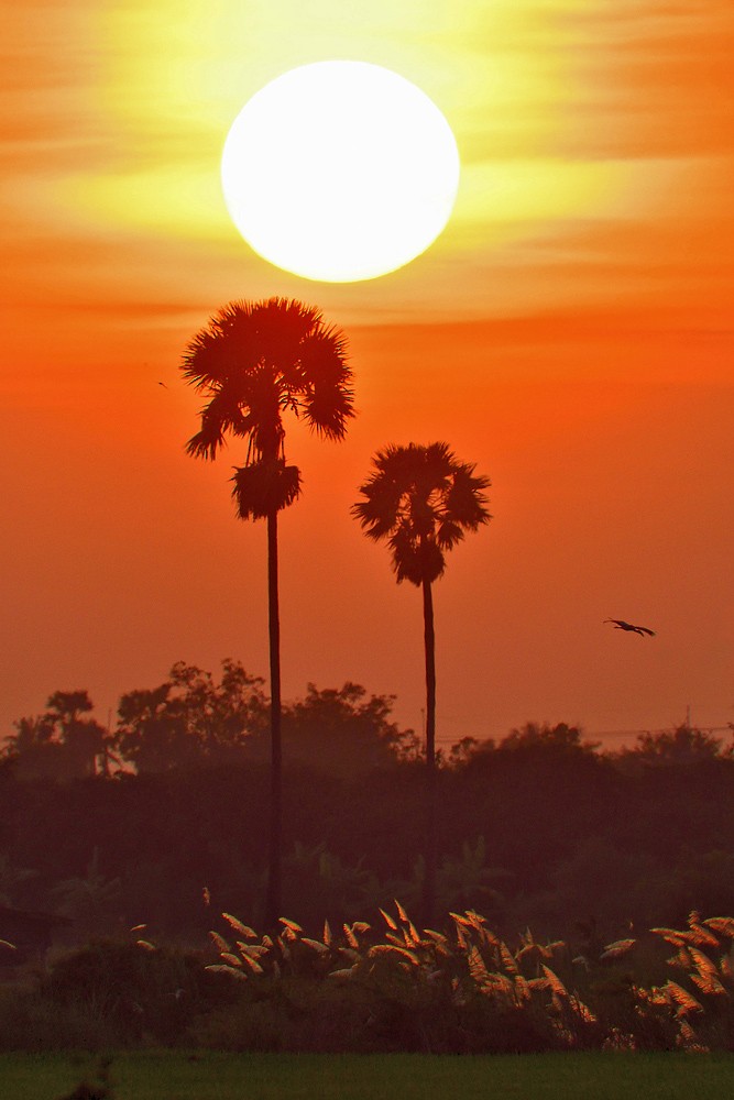 Asian Openbill - ML633065352