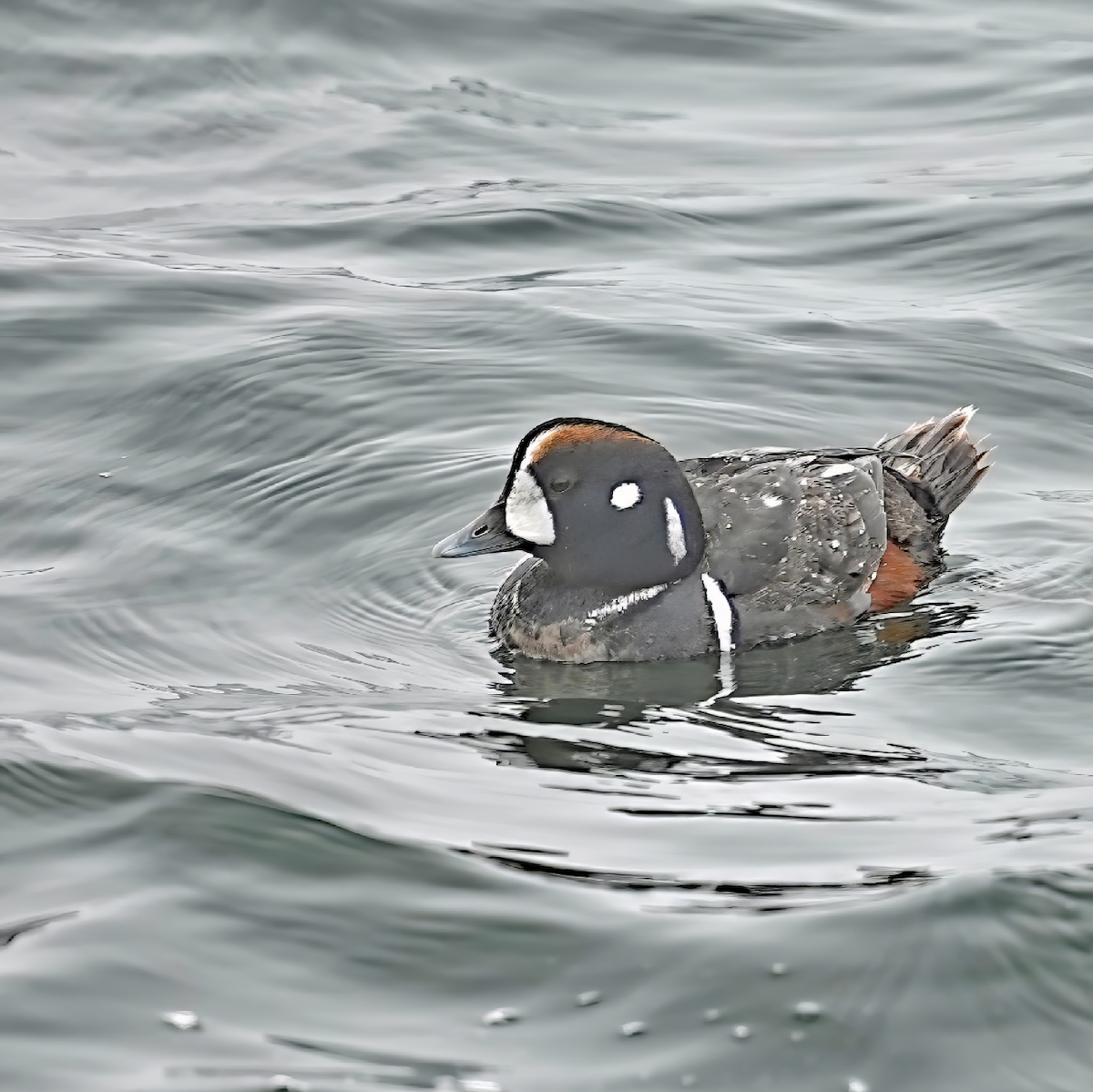 Harlequin Duck - ML633065369