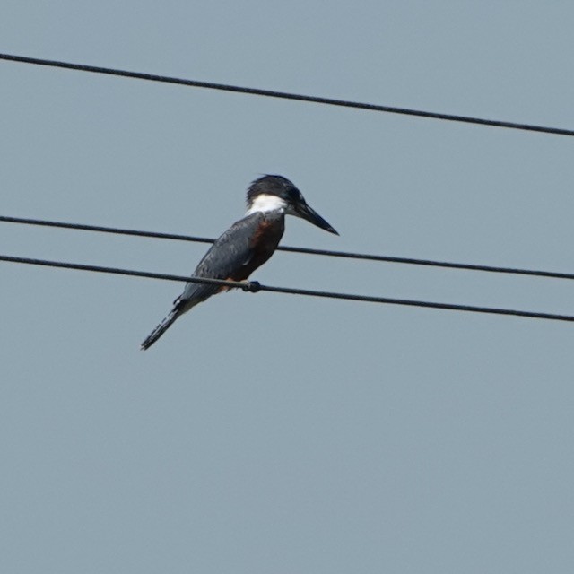 Ringed Kingfisher - ML633065439