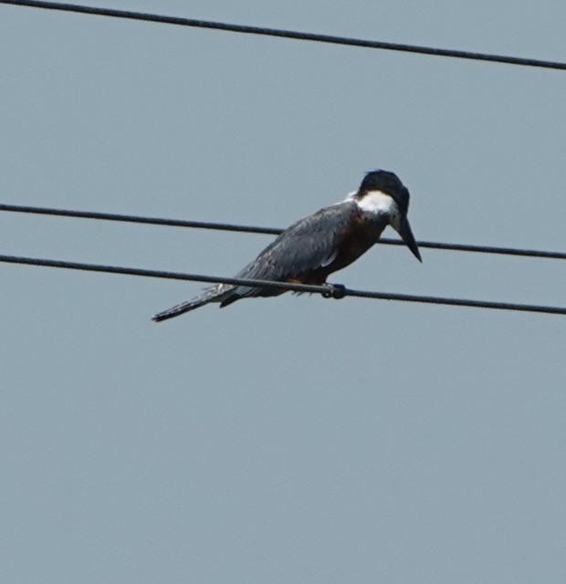 Ringed Kingfisher - ML633065440