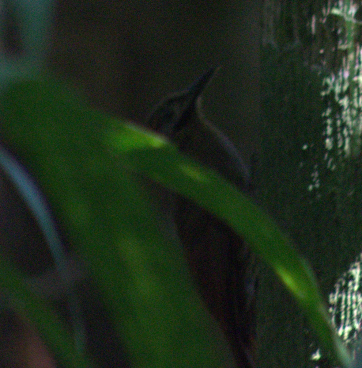 Plain-brown Woodcreeper - ML633065572