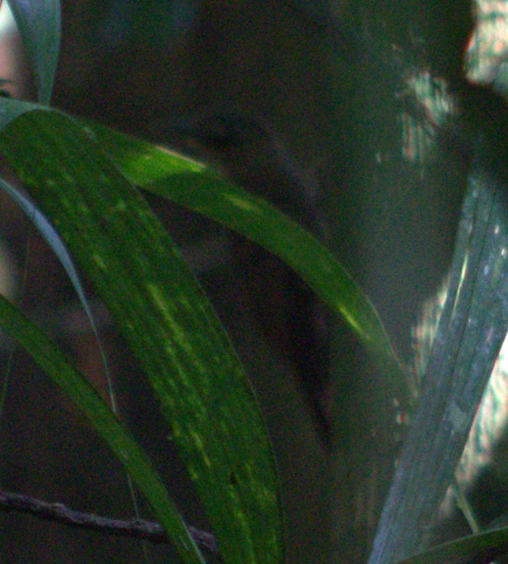 Plain-brown Woodcreeper - ML633065573
