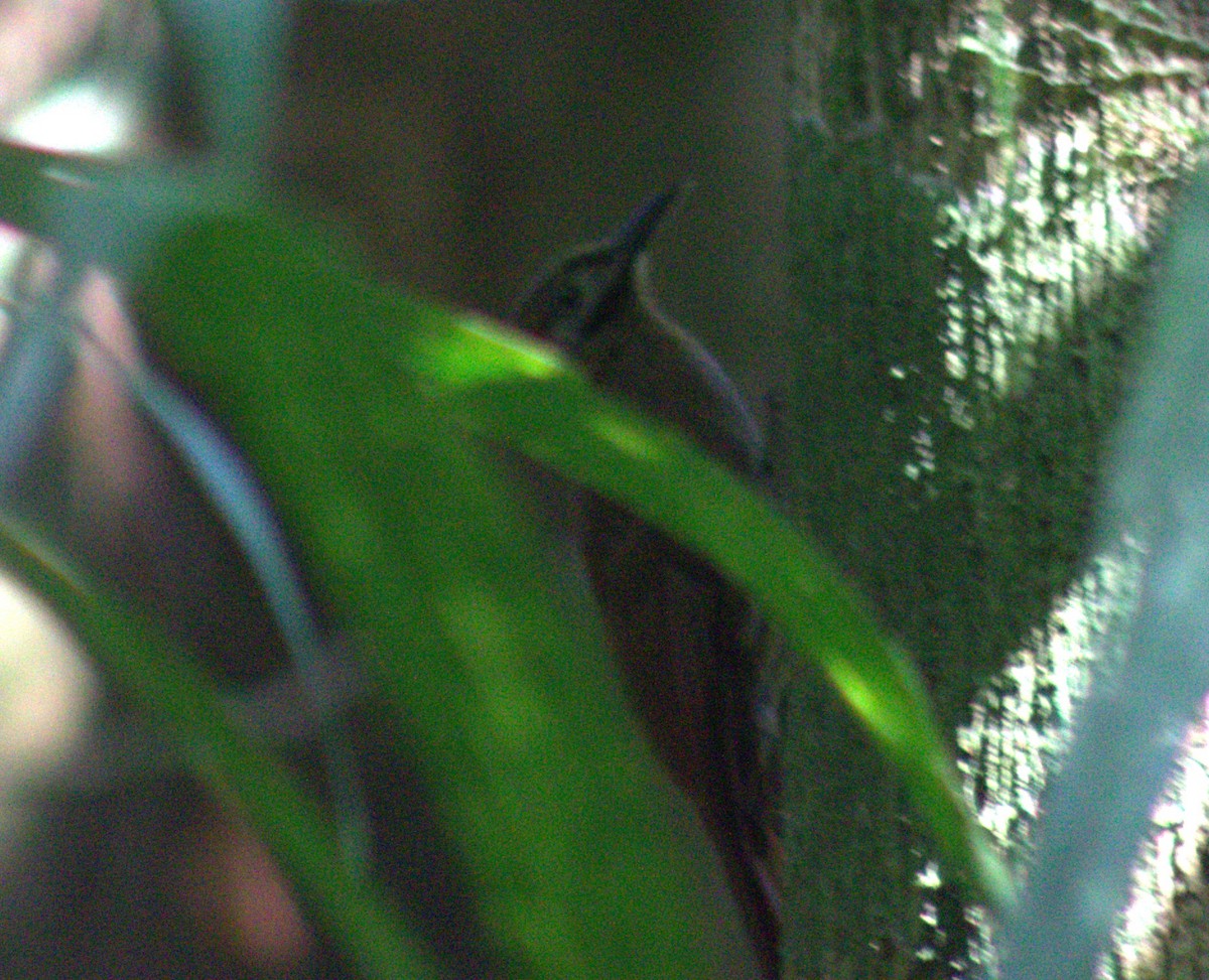 Plain-brown Woodcreeper - ML633065574