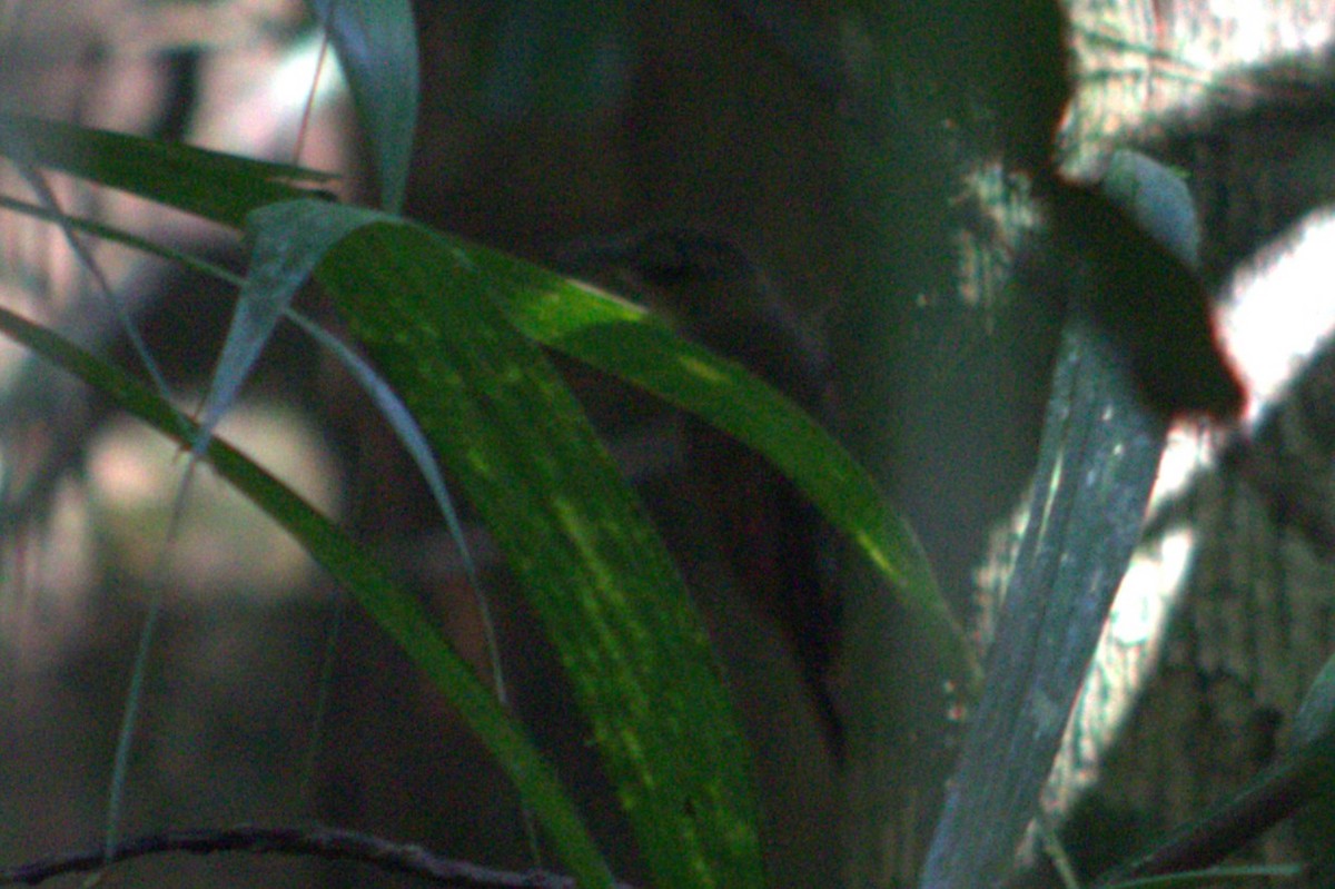Plain-brown Woodcreeper - ML633065575