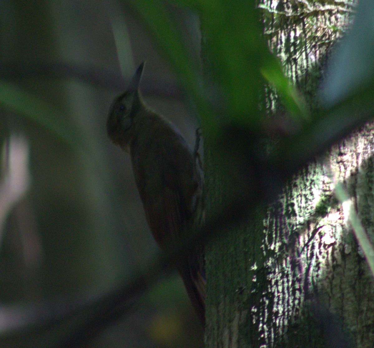 Plain-brown Woodcreeper - ML633065577