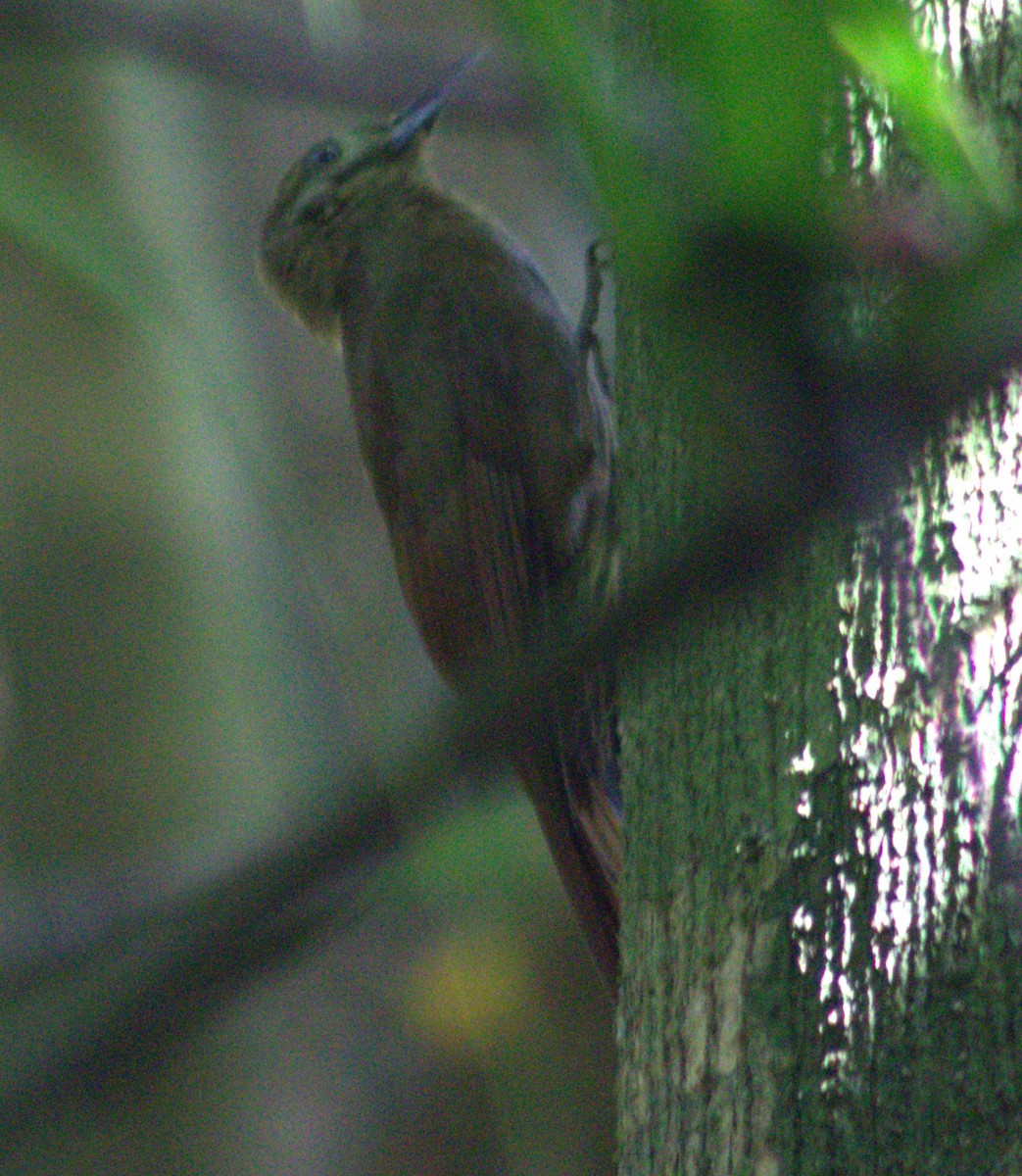 Plain-brown Woodcreeper - ML633065578