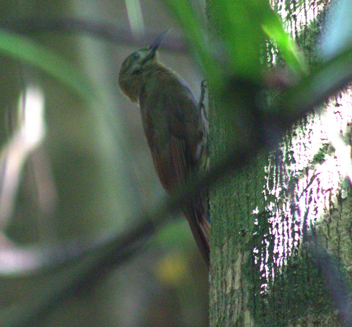 Plain-brown Woodcreeper - ML633065580