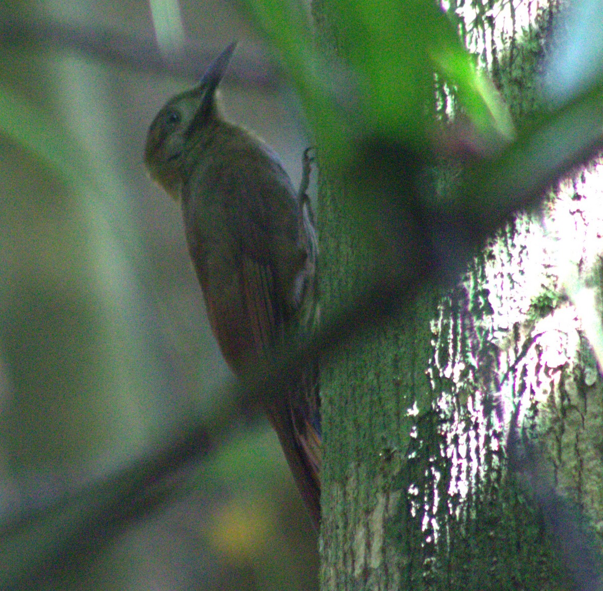 Plain-brown Woodcreeper - ML633065590