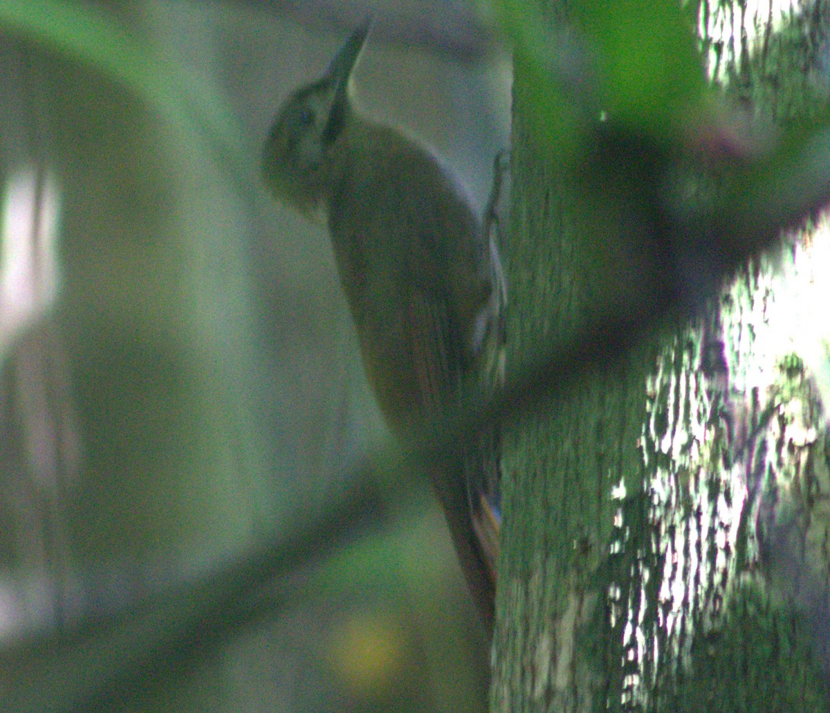 Plain-brown Woodcreeper - ML633065591