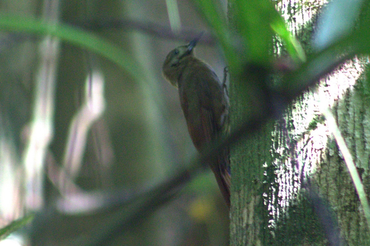Plain-brown Woodcreeper - ML633065592