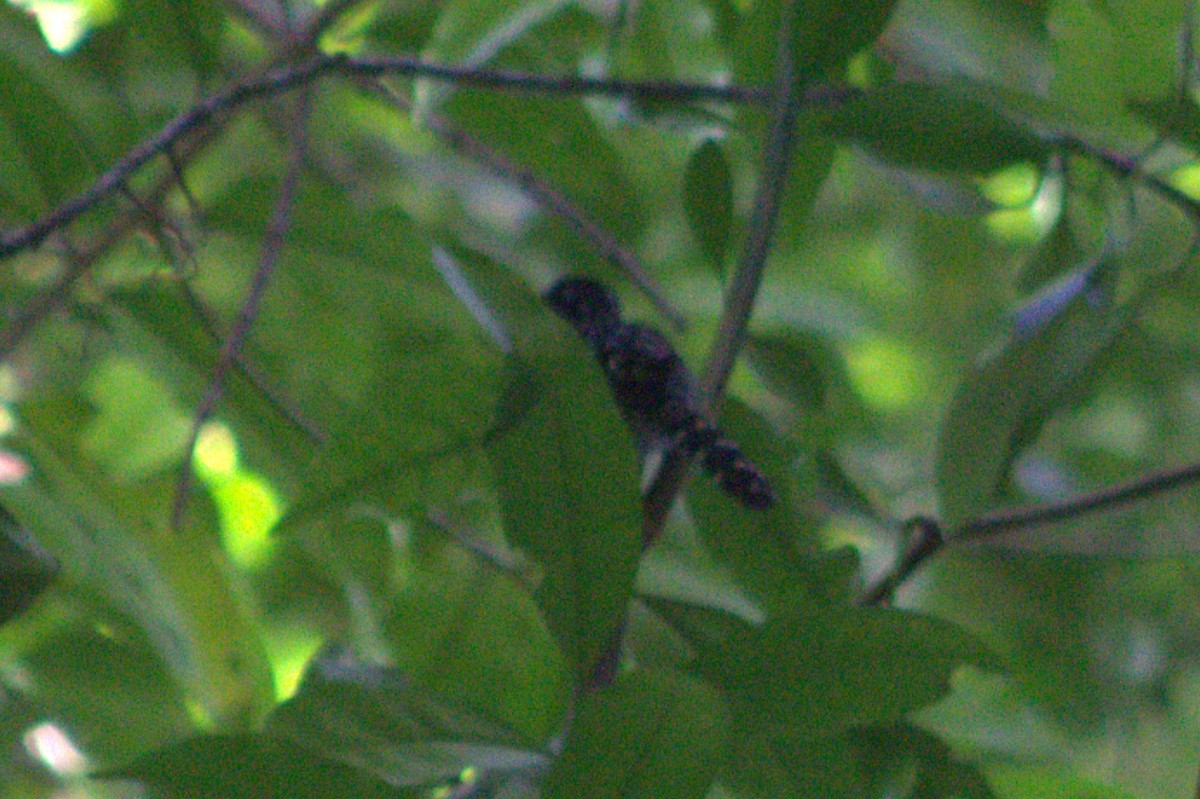 Barred Antshrike - ML633065610