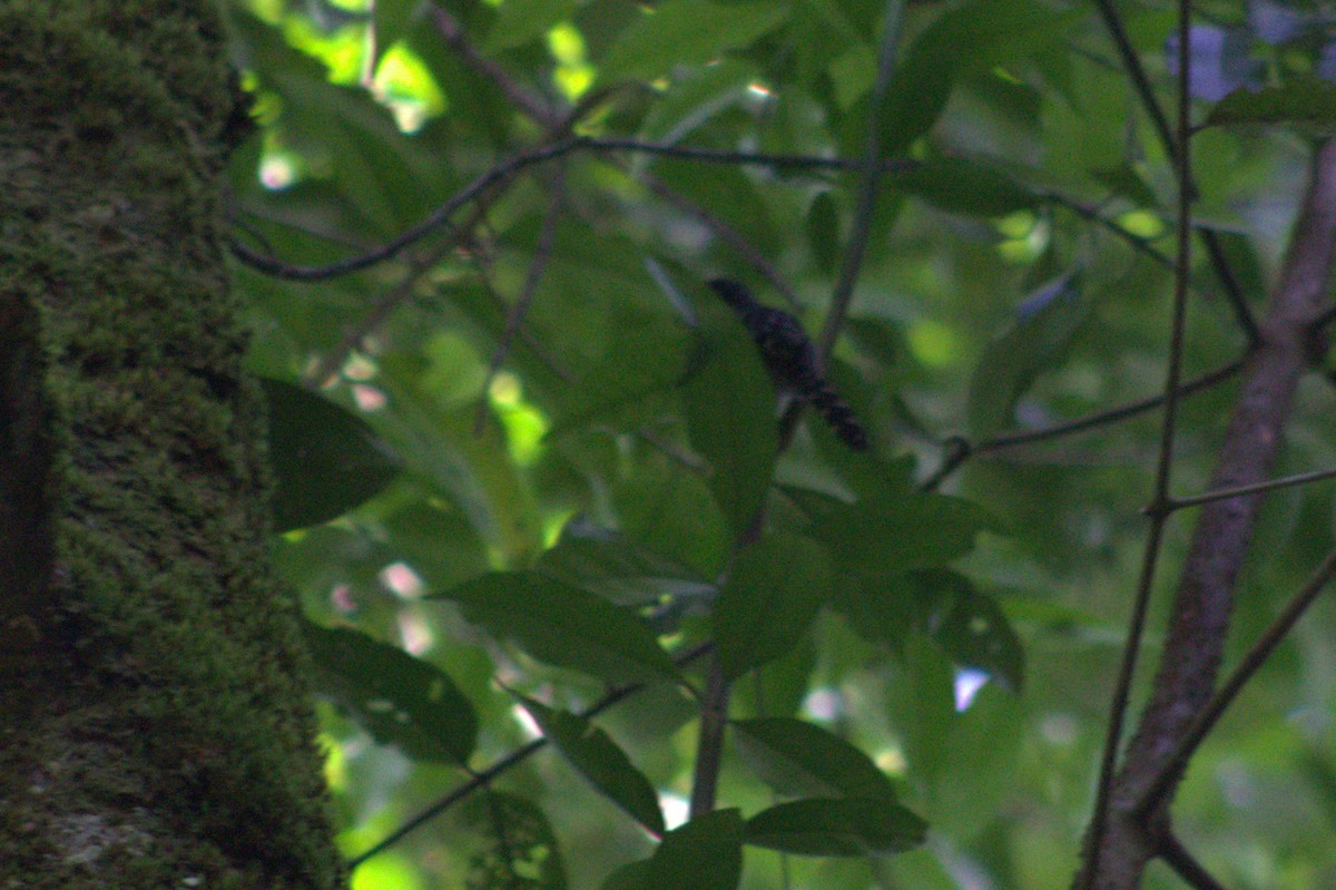 Barred Antshrike - ML633065612
