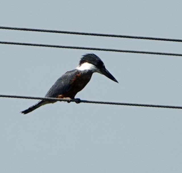 Ringed Kingfisher - ML633065627