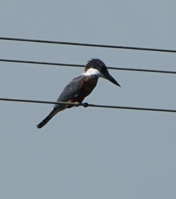 Ringed Kingfisher - ML633065628