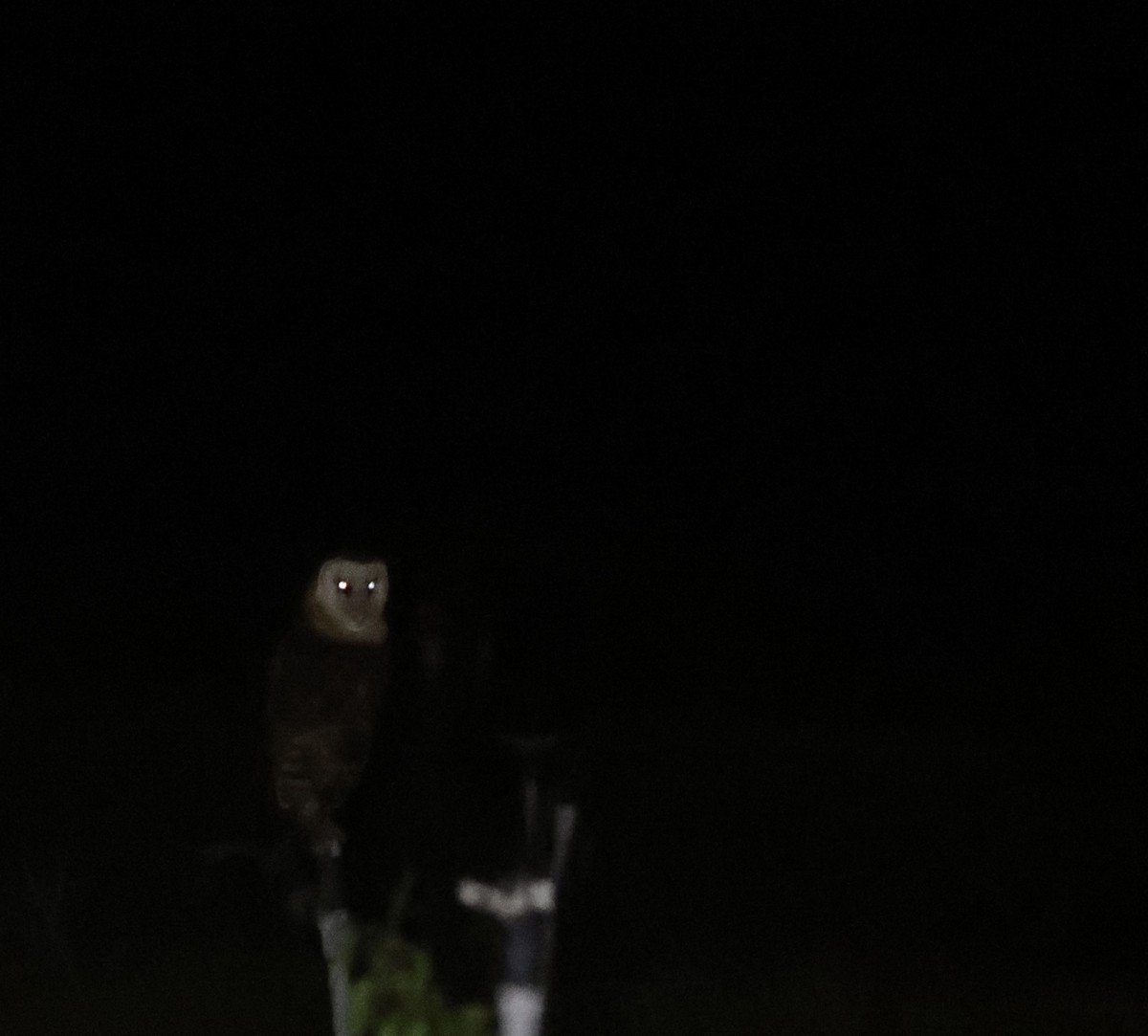 Australasian Grass-Owl - ML633065634