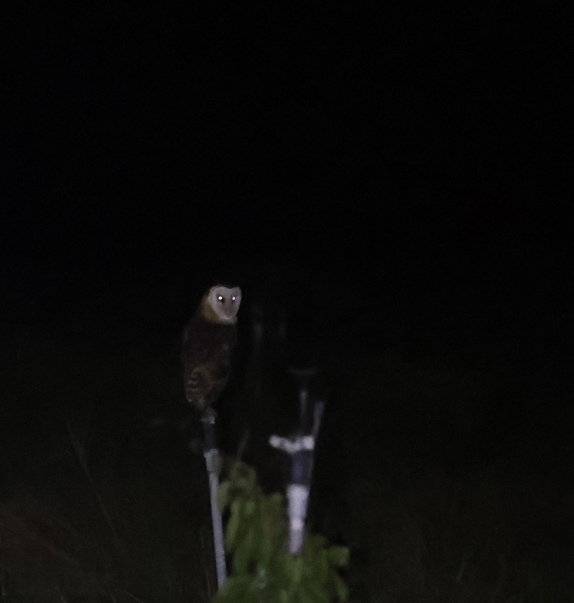 Australasian Grass-Owl - ML633065635