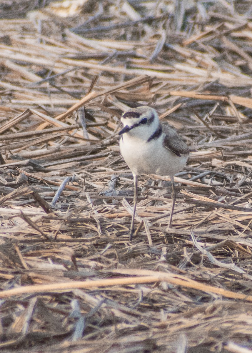 Kentish Plover (Hanuman) - ML633065742