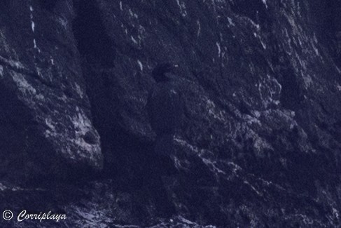 Red-faced Cormorant - ML633065766