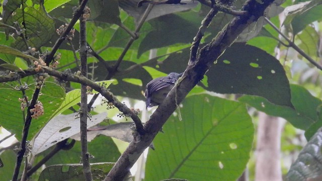 Spot-crowned Antvireo - ML633065967