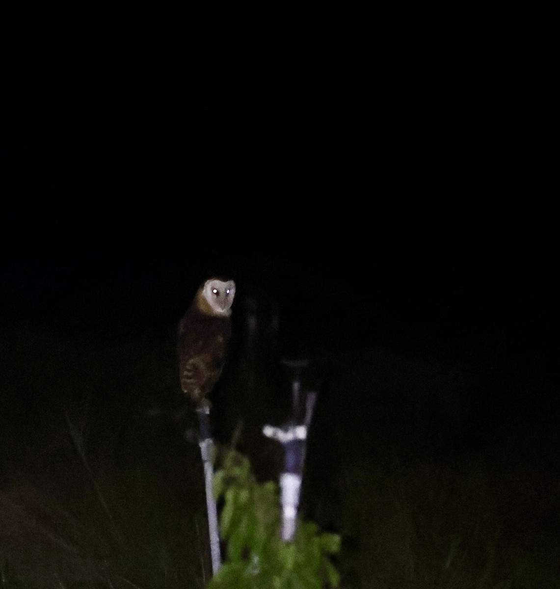 Australasian Grass-Owl - ML633066054
