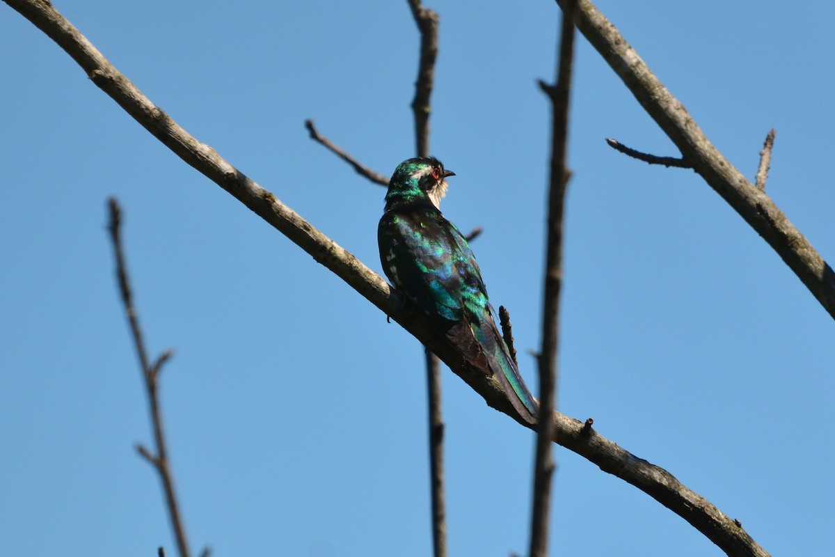 Dideric Cuckoo - ML633066059