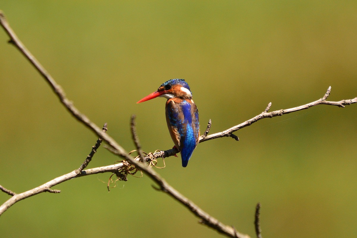 Malachite Kingfisher - ML633066091