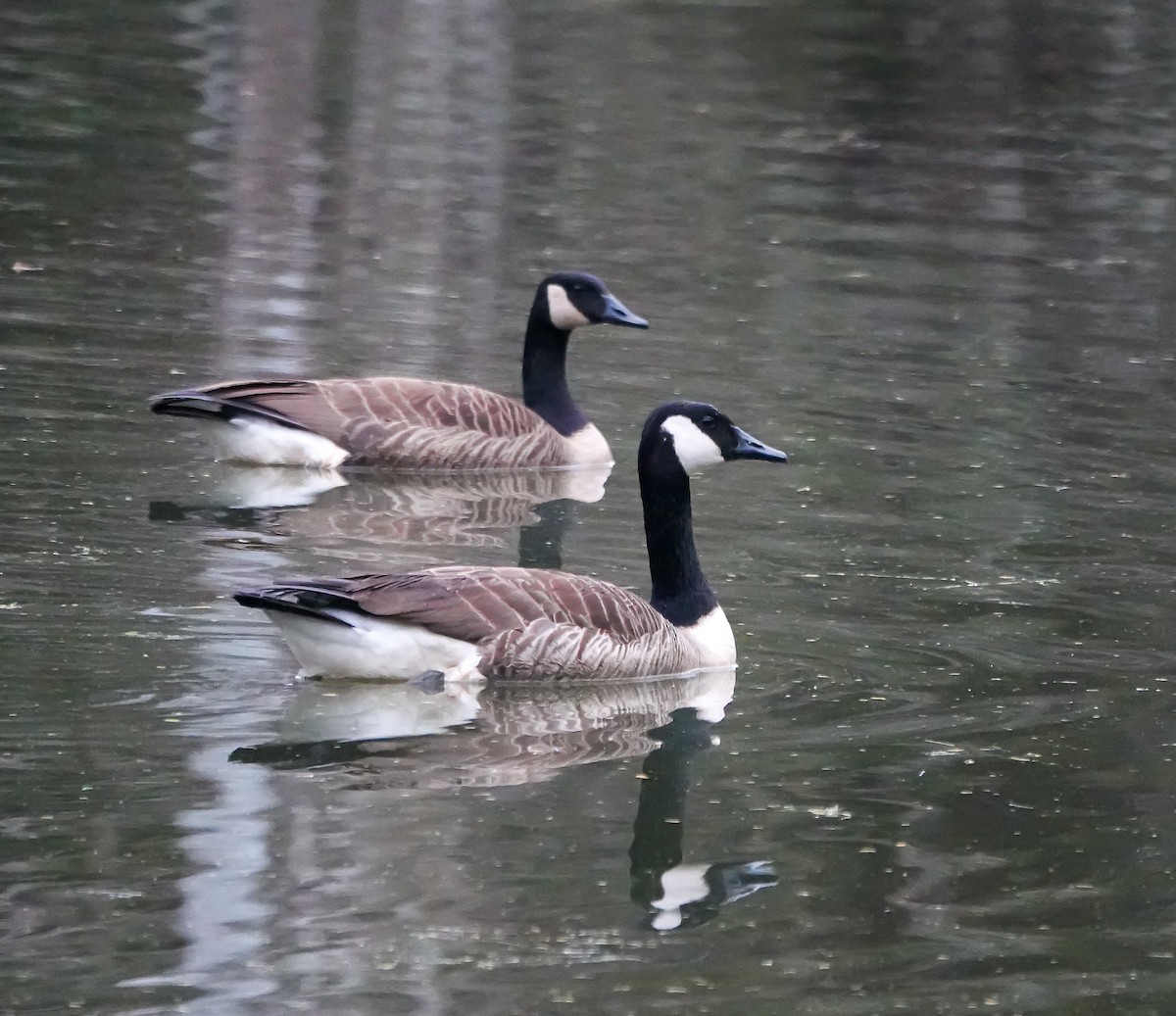 Canada Goose - ML633066149