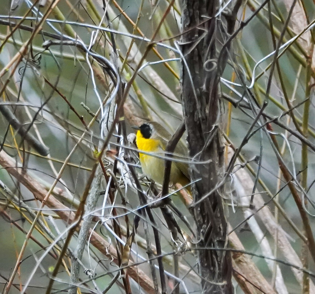 Common Yellowthroat - ML633066159