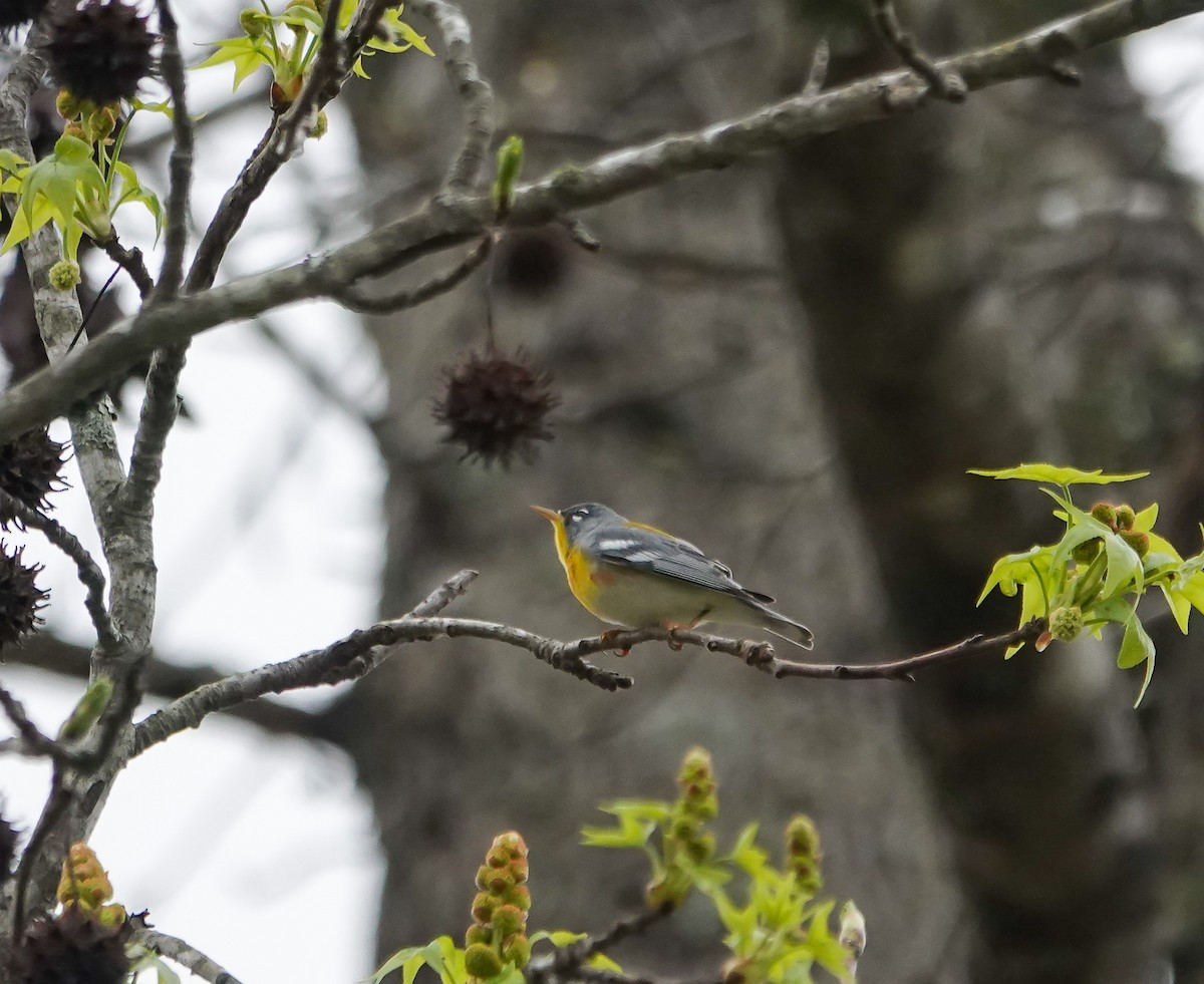 Northern Parula - ML633066194
