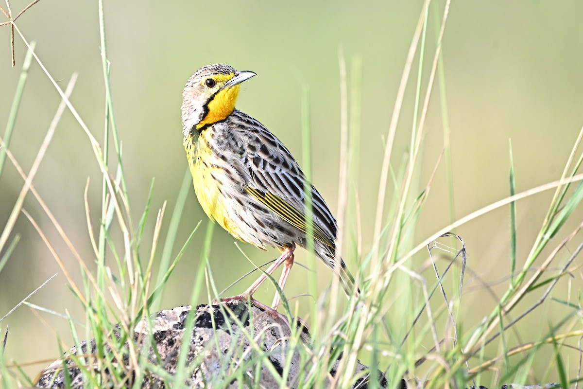 Pangani Longclaw - ML633066262